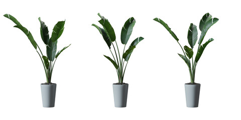 Wild Banana tree in a plant pot isolated on transparent background, minimal and scandinavian style,Realistic 3D render