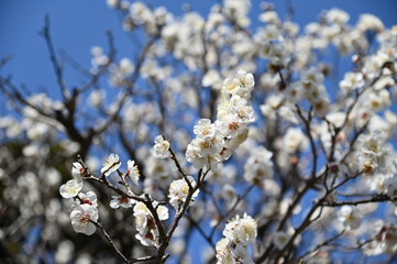 満開の白梅のクローズアップ