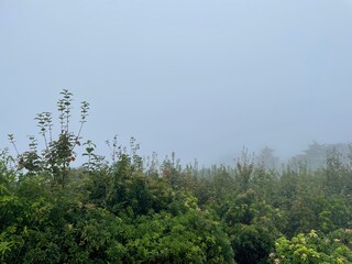 Obraz na płótnie Canvas 霧の立ち込める中で雨に打たれる植物