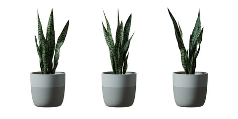 Snake Plant in a plant pot isolated on transparent background, minimal and scandinavian style, Realistic 3D render