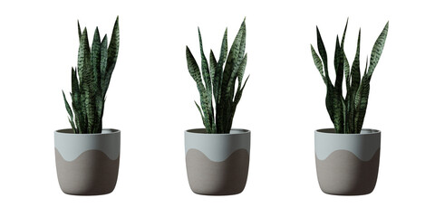 Snake Plant in a plant pot isolated on transparent background, minimal and scandinavian style, Realistic 3D render