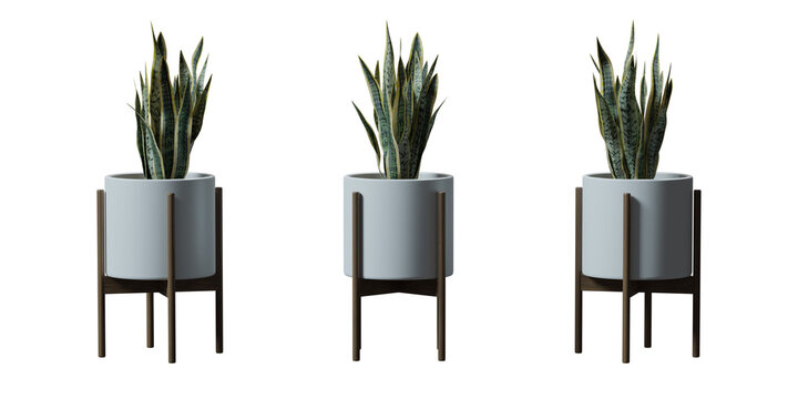 Snake Plant in a plant pot isolated on transparent background, minimal and scandinavian style, Realistic 3D render
