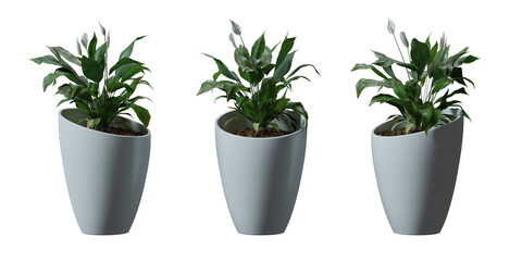 Peace Lily tree in a plant pot isolated on transparent background, minimal and scandinavian style, Realistic 3D render