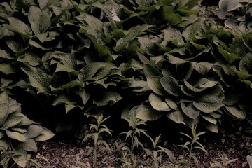 leaves on the ground