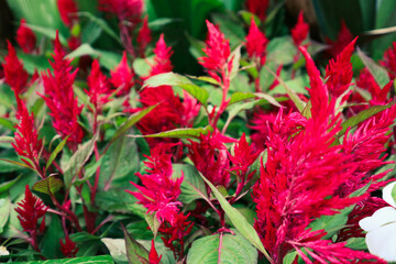 This is a red boroco plant. Boroco has a bitter taste and soothing properties.