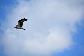 Osprey With Wings Extended and Flapping in Flight