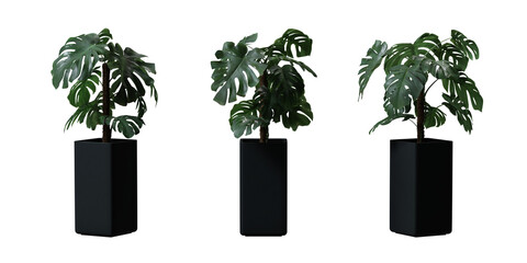 Fototapeta premium Split leaf philodendron or Monstera deliciosa in a plant pot isolated on transparent background, minimal and scandinavian style, Realistic 3D render