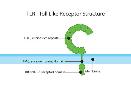 Diagram of TLR (toll like receptor) structure - showing LRR, TIR and TM domains. Pharmacology and immunology infographic vector illustration.