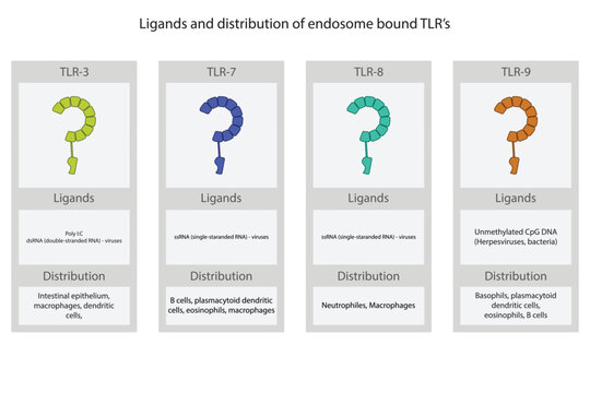 Table of ligand and locations of cellular endosome bound TLR's (toll like receptor) - TLR3, TLR7, TLR8 and TLR9.