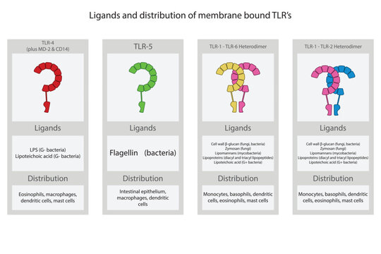 Table of ligand and locations of cellular membrane bound TLR's (toll like receptor) - TLR1/2, TLR 2/6, TLR4 and TLR5.