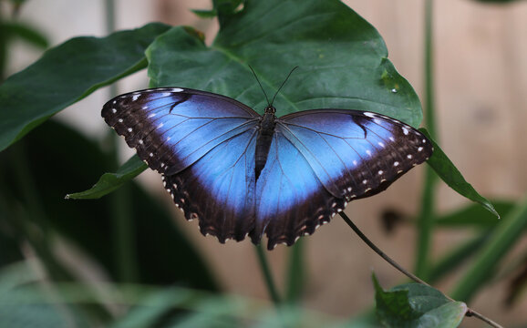 Blauer Morphofalter - 