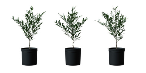 Oleander tree in a plant pot isolated on transparent background, minimal and scandinavian style, Realistic 3D render