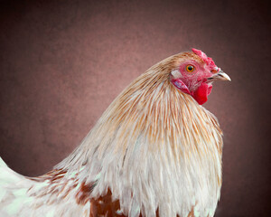 Studio portrait of a white rooster isolated