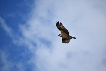 Fototapeta premium Ruffled Wings on a Flying Osprey Bird