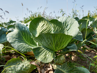 A head of cabbage is cut with a knife. Cabbage harvesting concept.