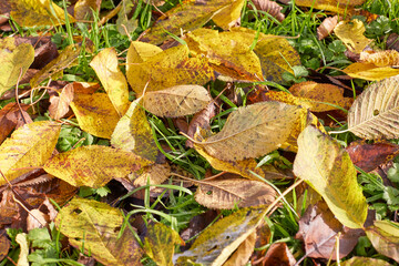 Texture of brown and yellow autumn leaves in the grass