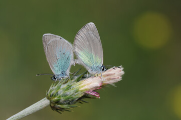 Green-underside Blue (Glaucopsyche alexis) butterflies are copulating