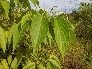 Obraz premium Piper aduncum plants grows wild in tropical Kalimantan