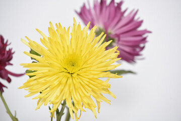 yellow flower on a green