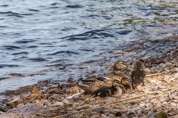 Mallard (Anas platyrhynchos)