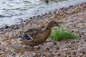 Mallard (Anas platyrhynchos)