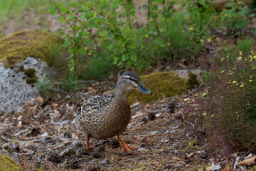 Mallard (Anas platyrhynchos)