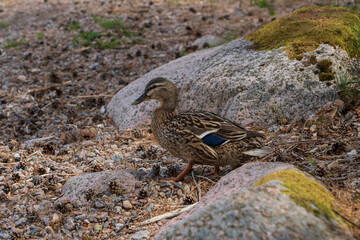 Mallard (Anas platyrhynchos)
