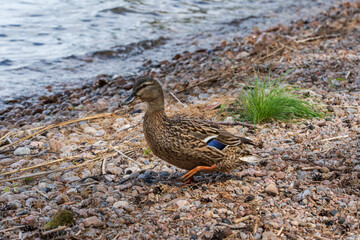 Mallard (Anas platyrhynchos)