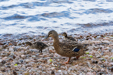 Mallard (Anas platyrhynchos)