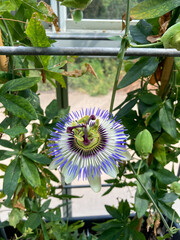 Bluecrown Passion Flower in a Greenhouse - Purple Flower