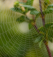 Beautiful close-up of a spiderweb