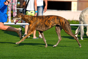 Dog on dog show sighthound championship