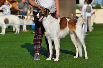 Russian Hunting Sighthound on a dog show
