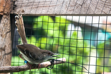 A bird Prinia Familiaris in a cage.