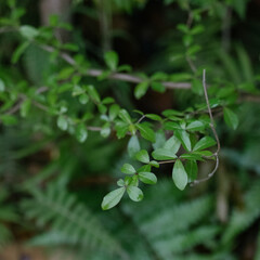 leaves on a tree