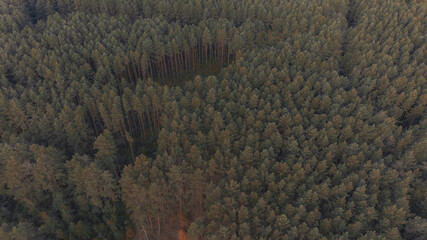 cinematic aerial view of forest top of trees in autumn October season