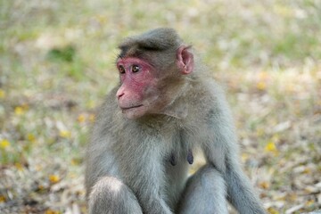 Portrait of baboon sitting on the ground. Portrait of young female monkey sitting in the park. Cute funny monkey with red face looking.