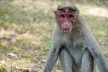 Fototapeta premium Portrait of baboon sitting on the ground. Portrait of young female monkey sitting in the park. Cute funny monkey with red face looking.