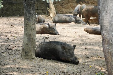 wild pig in the forest