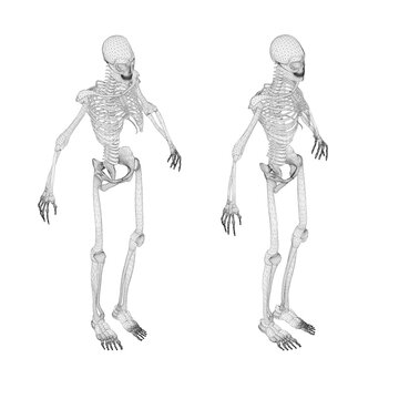Set with human skeleton wireframe from black lines isolated on white background. Isometric view. 3D. Vector illustration.