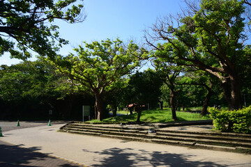 Obraz premium 奥武山公園