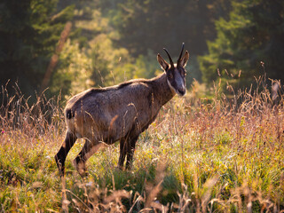 chamois grazing in the alps