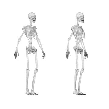 Set with human skeleton wireframe from black lines isolated on white background. Front view, side view. 3D. Vector illustration.