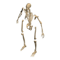 Polygonal model of a disassembled human skeleton from black lines isolated on a white background. Isometric view. 3D. Vector illustration.