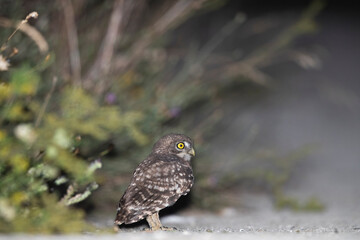 Young Little Owl photographed at night in summer.