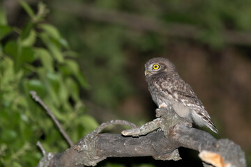 Young Little Owl photographed at night in summer.