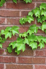 Green ivy on the wall