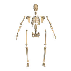 Polygonal model of a disassembled human skeleton from black lines isolated on a white background. Front view. 3D. Vector illustration.