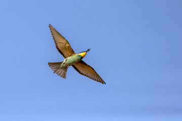 A colourful Bee-Eater in flight