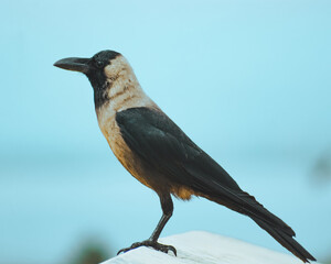 blackbird on a branch